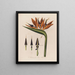 Anatomie de la fleur reine - Robert John Thornton — gerahmtes Bild an der Wand
