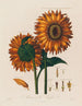 Anatomie des Sonnenblumen - Robert John Thornton — Ansicht des Kunstwerks