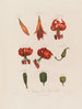 Anatomie des prächtigen Lilien - Robert John Thornton — Ansicht des Kunstwerks