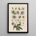 Anatomie der blauen Passionsblume - Robert John Thornton — gerahmtes Bild an der Wand