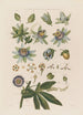 Anatomie der blauen Passionsblume - Robert John Thornton — Ansicht des Kunstwerks