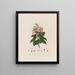 Arbutus andrachne ou arbousier oriental - Robert John Thornton — gerahmtes Bild an der Wand