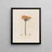 Butomus umbellatus ou Jonc à fleurs - Robert John Thornton — gerahmtes Bild an der Wand