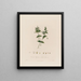 Cerastium aquaticum ou cerastium des marais - Robert John Thornton — gerahmtes Bild an der Wand