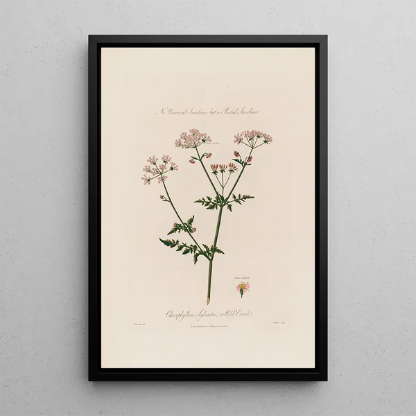 Chaerophyllum Sylvestre ou Cerfeuil sauvage - Robert John Thornton — gerahmtes Bild an der Wand