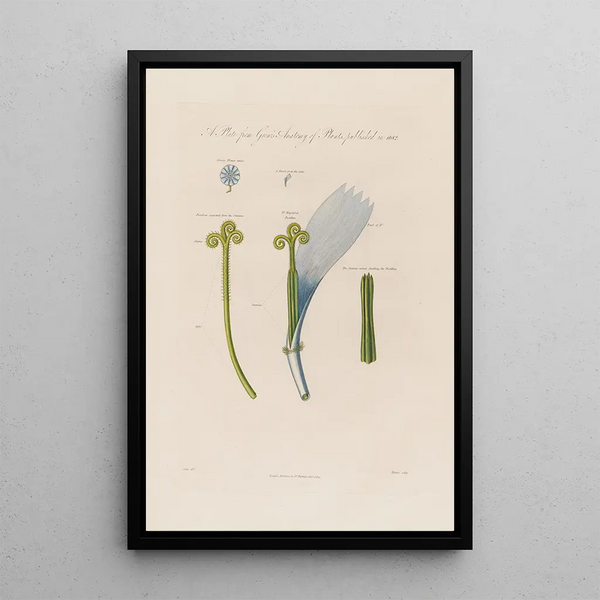 Fleur de chicorée - Robert John Thornton — gerahmtes Bild an der Wand