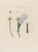 Fleur de chicorée - Robert John Thornton — Ansicht des Kunstwerks