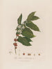 Coffea arabica oder Arabischer Kaffeebaum - Robert John Thornton — Ansicht des Kunstwerks
