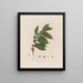 Coffea arabica oder Arabischer Kaffeebaum - Robert John Thornton — gerahmtes Bild an der Wand