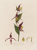 Cypripedium Sabot de Vénus - Robert John Thornton — Ansicht des Kunstwerks