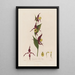 Cypripedium Sabot de Vénus - Robert John Thornton — gerahmtes Bild an der Wand