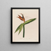 Dissection de la fleur reine - Robert John Thornton — gerahmtes Bild an der Wand