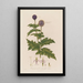 Echinops sphaerocephalus oder Kugeldistel azurblau - Robert John Thornton — gerahmtes Bild an der Wand