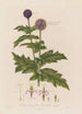 Echinops sphaerocephalus oder Kugeldistel azurblau - Robert John Thornton — Ansicht des Kunstwerks