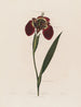 Ferraria tigris - Robert John Thornton — Ansicht des Kunstwerks