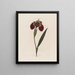 Ferraria tigris - Robert John Thornton — gerahmtes Bild an der Wand