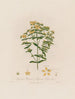 Hypericum perforatum ou Millepertuis perforé - Robert John Thornton — Ansicht des Kunstwerks