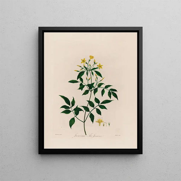 Jasminum le Jasmin - Robert John Thornton — gerahmtes Bild an der Wand