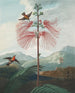 Pflanze empfindlich auf große Blumen (Kasuskonflikt) - Robert John Thornton — Ansicht des Kunstwerks