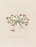 Lotus corniculatus ou trèfle des oiseaux - Robert John Thornton — Ansicht des Kunstwerks