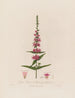 Lythrum salicaria ou épilobe à fleurs pourpres - Robert John Thornton — Ansicht des Kunstwerks