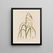 Männliche und weibliche Blumen auf derselben Pflanze Carex pendula oder carex pendule - Robert John Thornton — gerahmtes Bild an der Wand