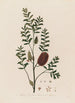 Melaleuca ericifolia ou Mélaleuca à feuilles de bruyère - Robert John Thornton — Ansicht des Kunstwerks