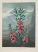 Kalmia à feuilles étroites - Robert John Thornton — Ansicht des Kunstwerks