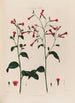 Nicotiana Tabac - Robert John Thornton — Ansicht des Kunstwerks
