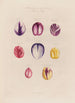 Pétales de tulipes - Robert John Thornton — Ansicht des Kunstwerks