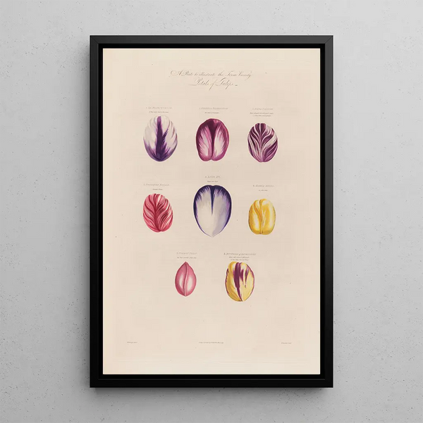 Pétales de tulipes - Robert John Thornton — gerahmtes Bild an der Wand