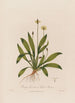 Plantago lanceolata oder Lungenkraut - Robert John Thornton — Ansicht des Kunstwerks