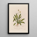 Plantago lanceolata oder Lungenkraut - Robert John Thornton — gerahmtes Bild an der Wand