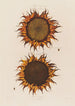Sonnenblume reif - Robert John Thornton — Ansicht des Kunstwerks