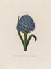 Scilla peruviana oder Hyazinthe aus Peru - Robert John Thornton — Ansicht des Kunstwerks
