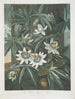 La Fleur de la passion bleue - Robert John Thornton — Ansicht des Kunstwerks