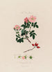 L'églantier Anatomie de la rose - Robert John Thornton — Ansicht des Kunstwerks