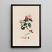 L'églantier Anatomie de la rose - Robert John Thornton — gerahmtes Bild an der Wand