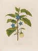 L'Aubergine - Robert John Thornton — Ansicht des Kunstwerks