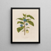 L'Aubergine - Robert John Thornton — gerahmtes Bild an der Wand