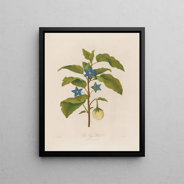 L'Aubergine - Robert John Thornton — gerahmtes Bild an der Wand