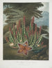 Le Stapelia porteur d'asticots - Robert John Thornton — Ansicht des Kunstwerks