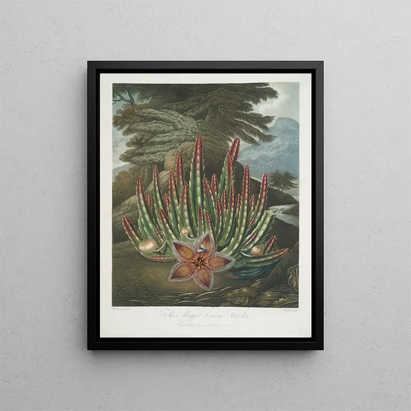 Le Stapelia porteur d'asticots - Robert John Thornton — gerahmtes Bild an der Wand