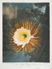 Le Cereus qui souffle la nuit - Robert John Thornton — Ansicht des Kunstwerks