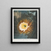 Le Cereus qui souffle la nuit - Robert John Thornton — gerahmtes Bild an der Wand