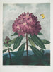 Der Rhododendron ponticum - Robert John Thornton — Ansicht des Kunstwerks