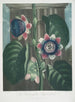 La Passiflore quadrangulaire - Robert John Thornton — Ansicht des Kunstwerks