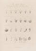 Das sexuelle System, illustriert von Linné in seinen botanischen Werken - Robert John Thornton — Ansicht des Kunstwerks