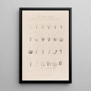 Robert John Thornton - The Sexual System As illustrated by Linnaeus in his Botanical Works.webp