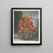 Le Lys superbe - Robert John Thornton — gerahmtes Bild an der Wand